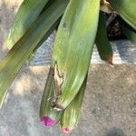 Neoregelia spectabilis Leaf