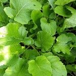 Brassica juncea आदत