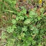 Medicago arabica Habit