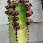 Euphorbia canariensis Flor