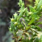 Lysimachia linum-stellatum Vaisius