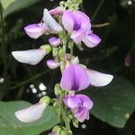 Neustanthus phaseoloides फूल