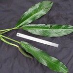 Rhodospatha osaensis Other