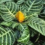 Aphelandra squarrosa Хабит