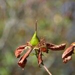 Hypericum lanceolatum Фрукт