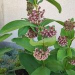 Asclepias syriaca Kwiat