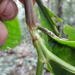 Tocoyena longiflora Прочее