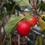 Malus × robustaഫലം