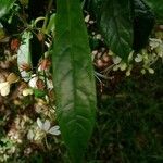 Clerodendrum indicum Levél