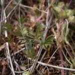 Potentilla verna Sonstige