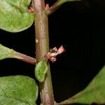 Pilea imparifolia Virág