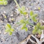 Daucus pumilus Tunda