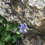 Veronica alpina Blomma
