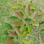 Handroanthus heptaphyllus Folha