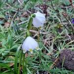 Leucojum vernum 花