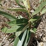 Boscia mossambicensis Hoja