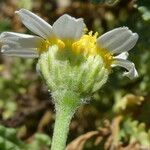 Anthemis maritima Květ