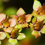 Rodgersia aesculifolia Çiçek