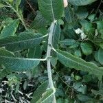 Salix cinerea Leaf