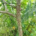 Zanthoxylum caribaeum Bark