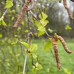 Betula pubescens 整株植物