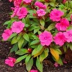 Impatiens hawkeri फूल