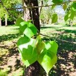 Populus × canadensis Leaf
