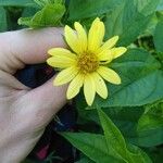 Helianthus decapetalus Цветок