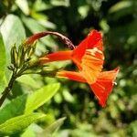 Ipomoea rubriflora ফুল