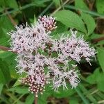 Eupatorium cannabinumCvet