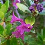 Rhododendron ferrugineum 花