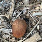 Attalea brasiliensis Fruto