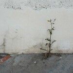 Sonchus oleraceus Habit