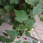 Abutilon megapotamicum Hoja