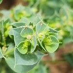 Euphorbia falcata ᱵᱟᱦᱟ