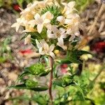 Collomia grandiflora Цветок