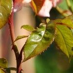 Rosa abietina Leaf