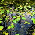 Caldesia parnassifolia Συνήθη χαρακτηριστικά