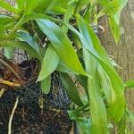 Aerides odorata Yaprak