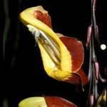 Thunbergia mysorensis Floare