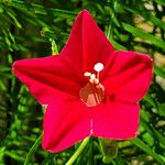 Ipomoea quamoclit Flower