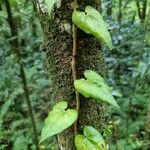 Piper borbonense Leaf