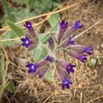 Anchusa undulata Blomst