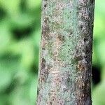 Clausena anisata Rhisgl