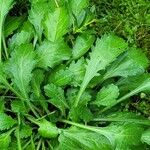 Leucanthemum ircutianum Листок