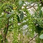 Salix euxina Fruit