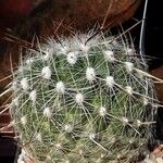 Thelocactus conothelos