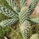Cylindropuntia fulgida Folha
