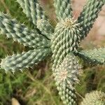 Cylindropuntia fulgida Листок