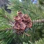 Pinus cembroides Fruit